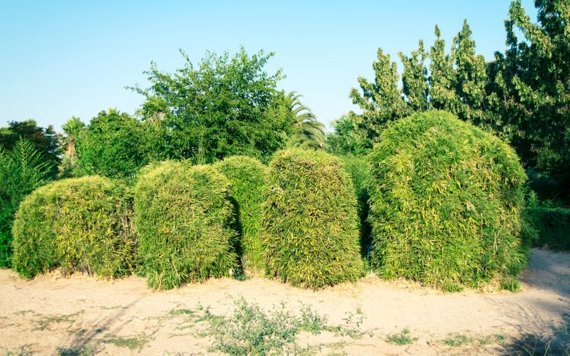 Customized Hedge Designs